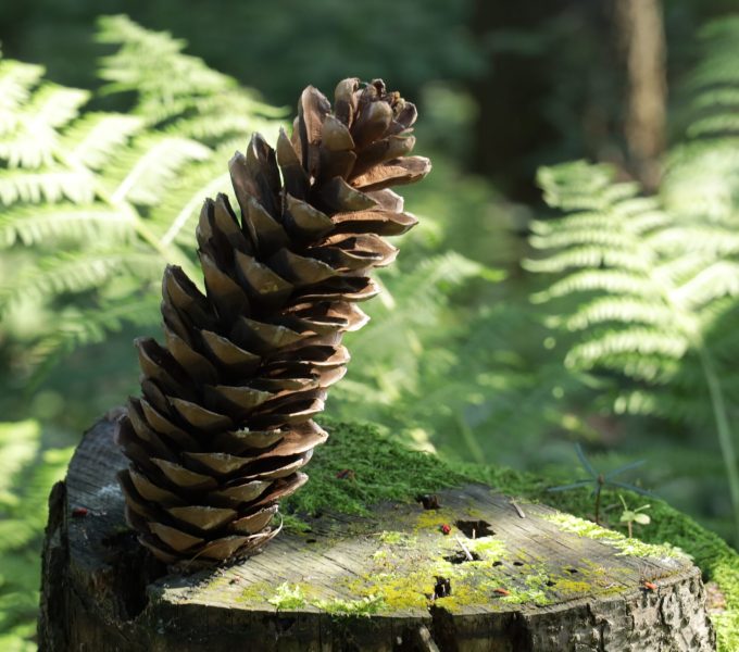 PINE CONE2