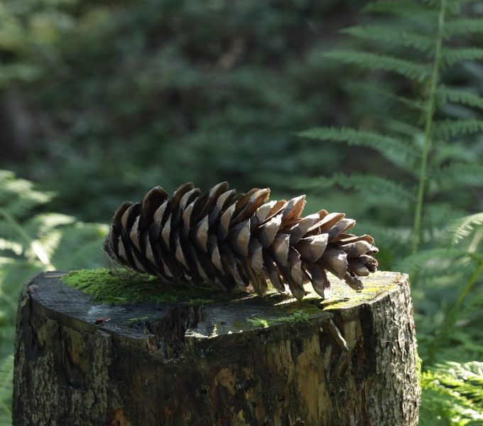 Pine Cone 3