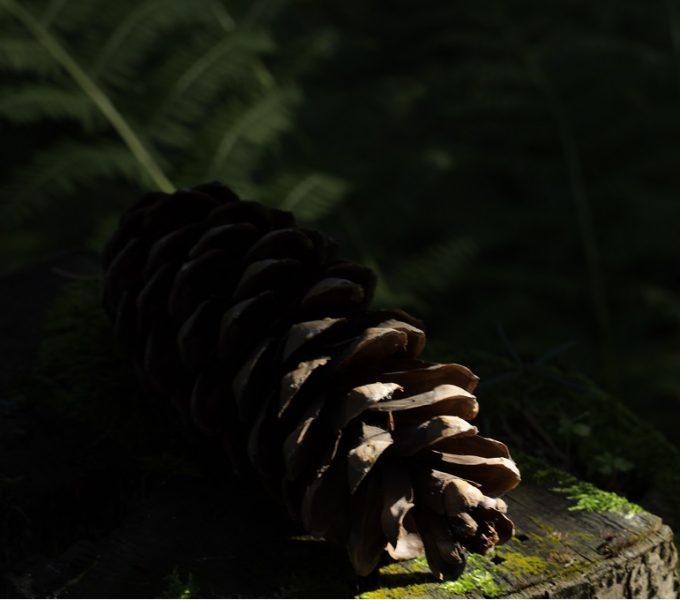 Pine Cone 4