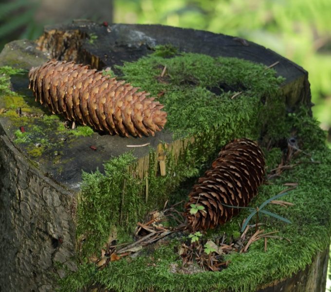 Pine Cone 5