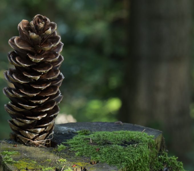 Pine Cone 6